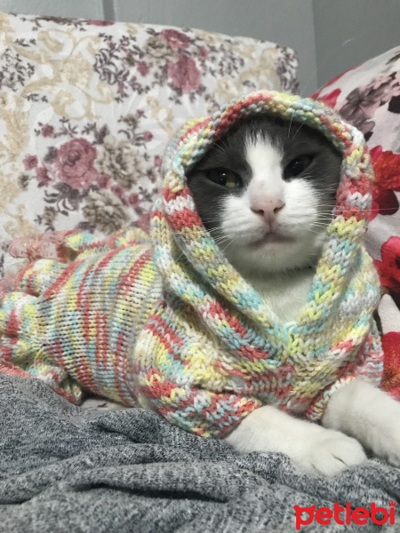 Tekir Kedi, Kedi  Portakal  fotoğrafı