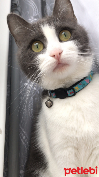 Tekir Kedi, Kedi  Portakal  fotoğrafı