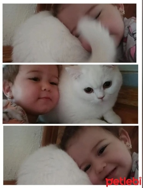 British Shorthair, Kedi  Bade fotoğrafı