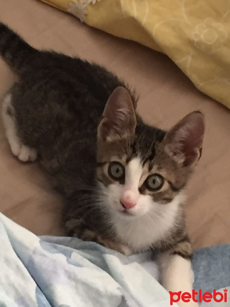 Tekir Kedi, Kedi  kopuk fotoğrafı
