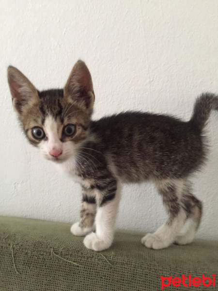 Tekir Kedi, Kedi  kopuk fotoğrafı