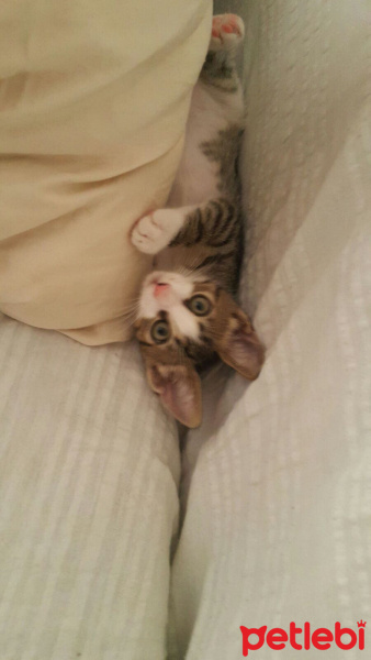Tekir Kedi, Kedi  kopuk fotoğrafı