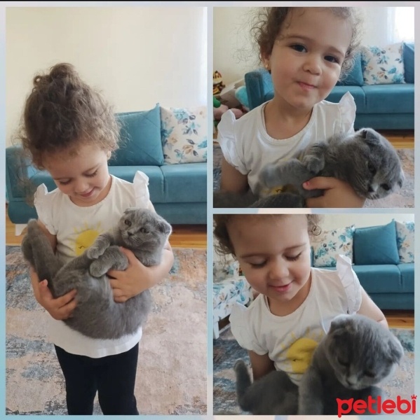 Scottish Fold, Kedi  Luna fotoğrafı