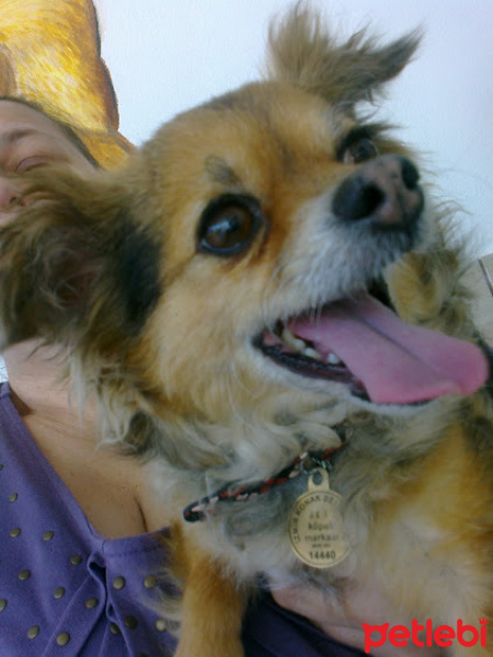 Chihuahua, Köpek  KRAKER fotoğrafı