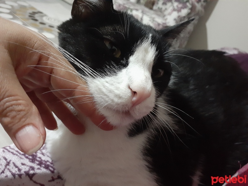 Tekir Kedi, Kedi  Paşa fotoğrafı