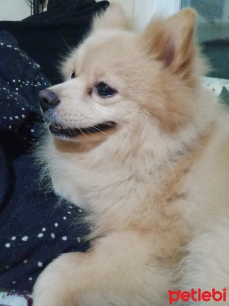 Pomeranyalı, Köpek  lokum fotoğrafı