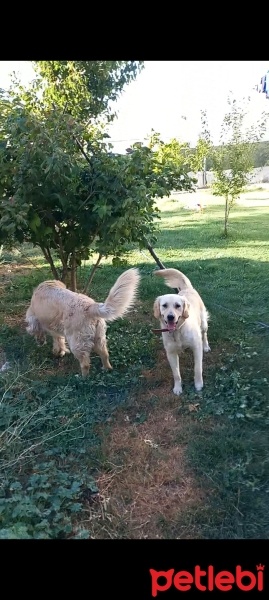 Golden Retriever, Köpek  Aliss fotoğrafı