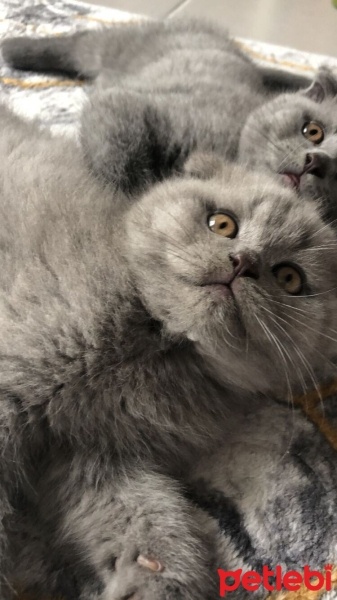 Scottish Fold, Kedi  Şeftali fotoğrafı