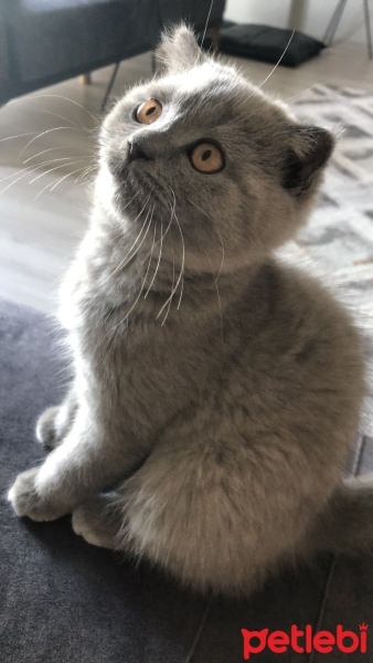 Scottish Fold, Kedi  Şeftali fotoğrafı