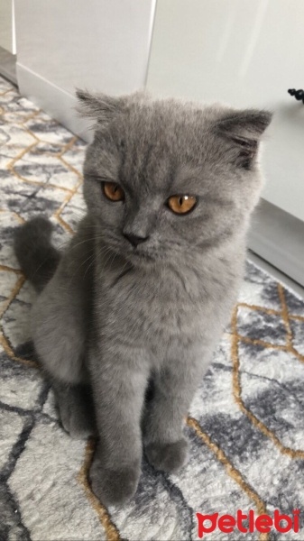 Scottish Fold, Kedi  Şeftali fotoğrafı