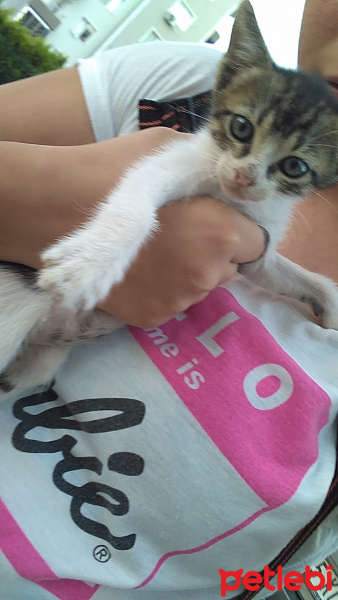 Tekir Kedi, Kedi  Yumoş fotoğrafı