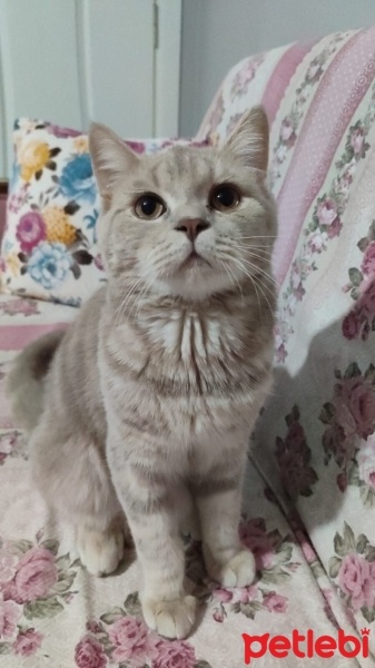 British Shorthair, Kedi  Duman fotoğrafı