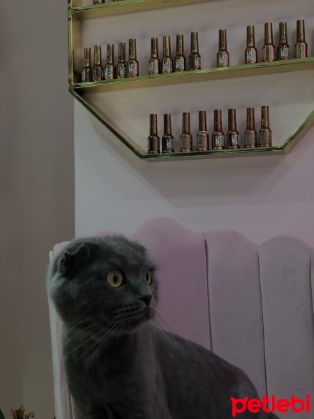 Scottish Fold, Kedi  Prenses fotoğrafı