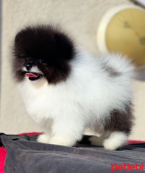 Pomeranyalı, Köpek  Pomeranian fotoğrafı