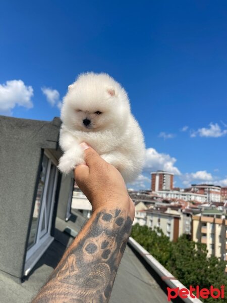 Pomeranyalı, Köpek  Pomeranian fotoğrafı