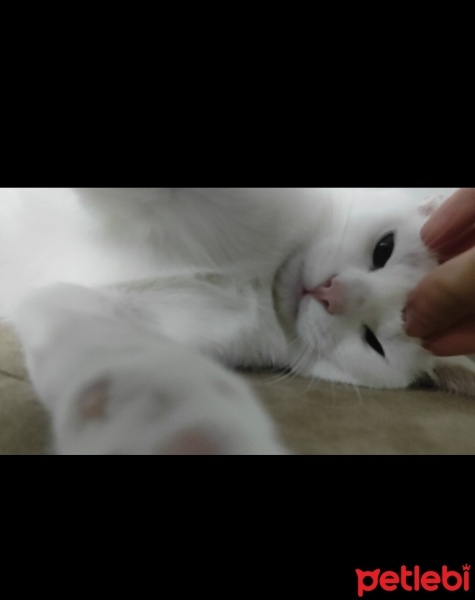 Mavi Rus, Kedi  Nazlı fotoğrafı