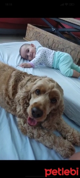 Amerikan Cocker Spaniel, Köpek  Mişa fotoğrafı