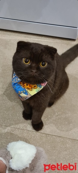 Scottish Fold, Kedi  Şanslı fotoğrafı