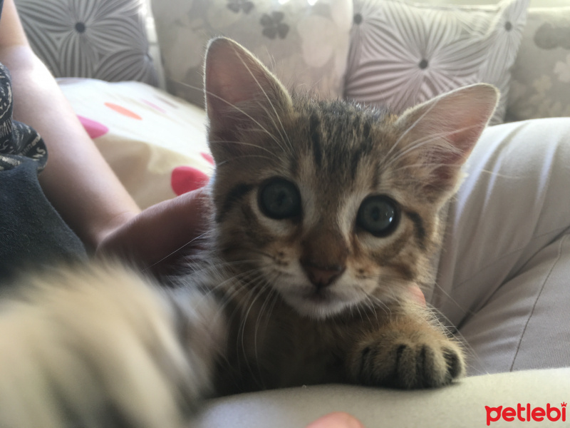Tekir Kedi, Kedi  Minik fotoğrafı