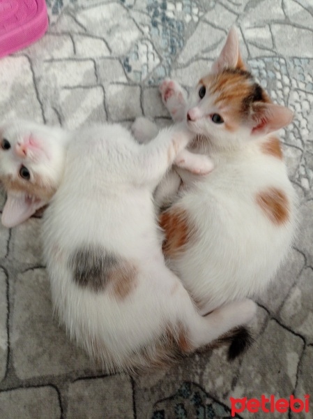Tekir Kedi, Kedi  Tarçın fotoğrafı