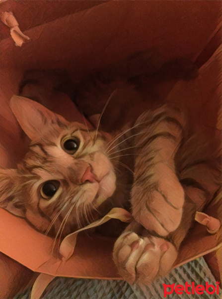 Savannah, Kedi  TOTO fotoğrafı
