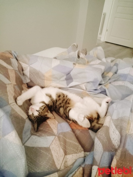 Tekir Kedi, Kedi  PERİ fotoğrafı