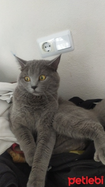 Scottish Fold, Kedi  Duman fotoğrafı
