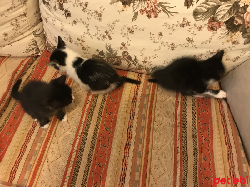 Tekir Kedi, Kedi  Yumurcaklar fotoğrafı