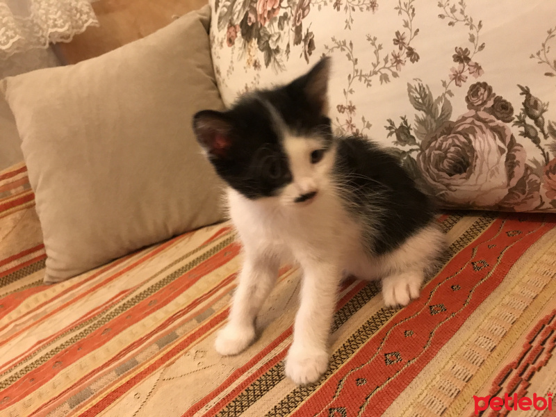 Tekir Kedi, Kedi  Yumurcaklar fotoğrafı