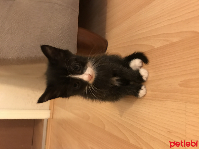 Tekir Kedi, Kedi  Yumurcaklar fotoğrafı