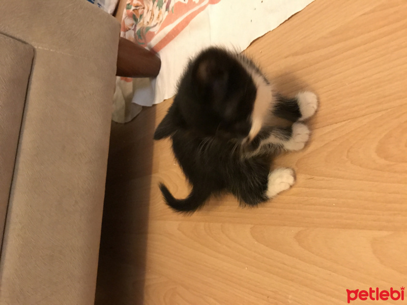 Tekir Kedi, Kedi  Yumurcaklar fotoğrafı