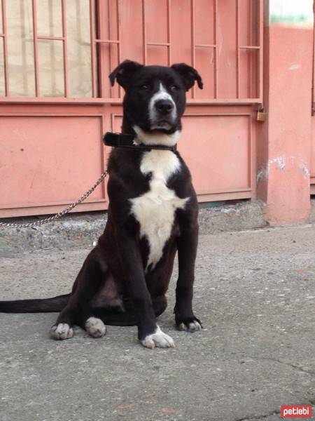 Amerikan Pitbull Terrier, Köpek  meks fotoğrafı