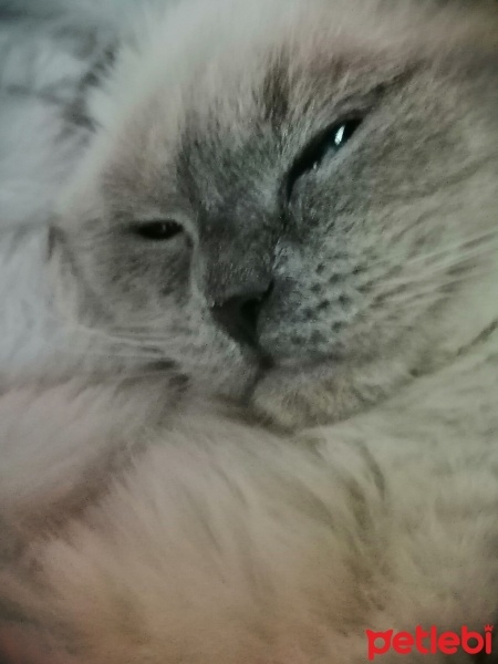 Scottish Fold, Kedi  Mavi fotoğrafı