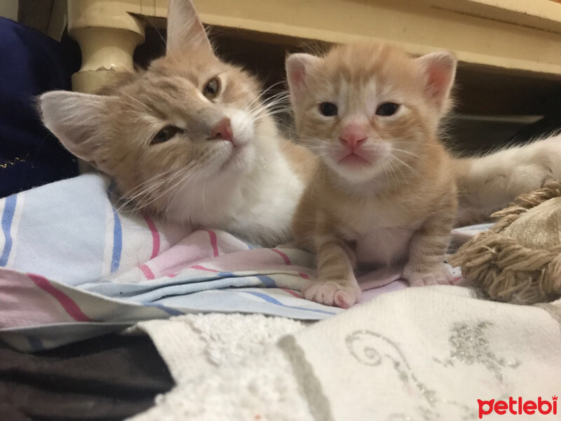 Chinchilla, Kedi  Zeus fotoğrafı