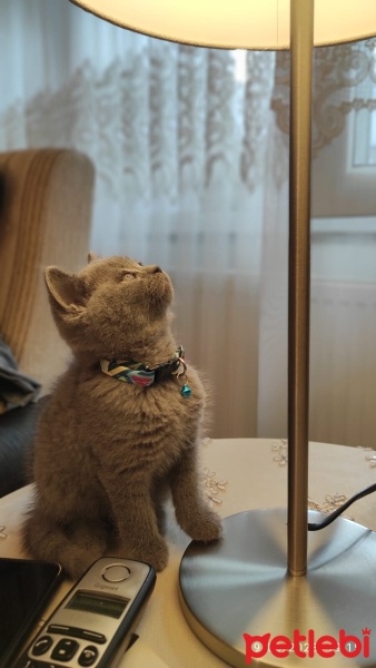 British Shorthair, Kedi  Odie fotoğrafı
