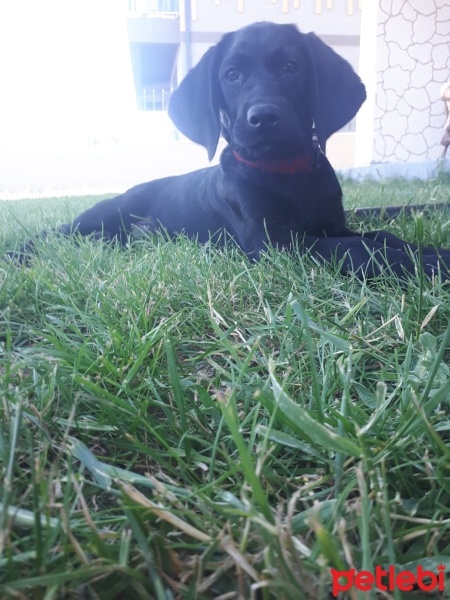 Labrador Retriever, Köpek  Leo fotoğrafı