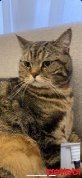 British Longhair, Kedi  Dobby fotoğrafı