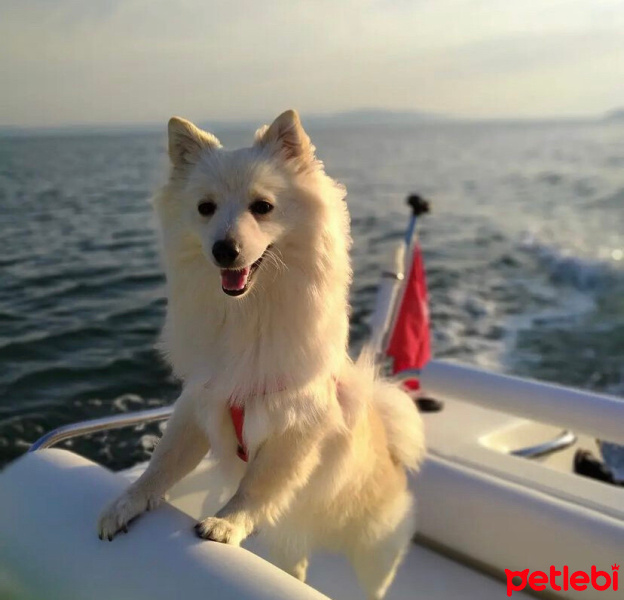 Pomeranyalı, Köpek  Lady fotoğrafı