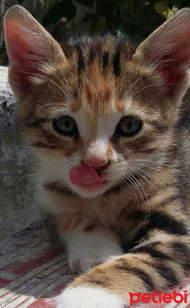 Bengal, Kedi  JUNİOR fotoğrafı