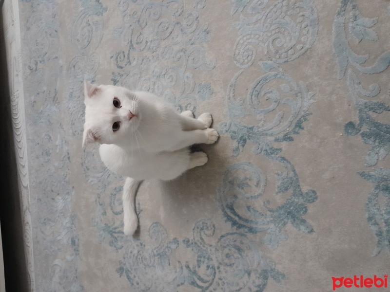 Tekir Kedi, Kedi  Köpük fotoğrafı