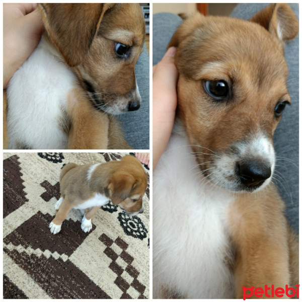 Jack Russell Terrier, Köpek  Paşa fotoğrafı
