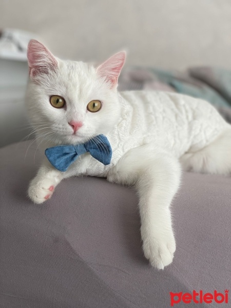 Van Kedisi, Kedi  Lıkır su fotoğrafı