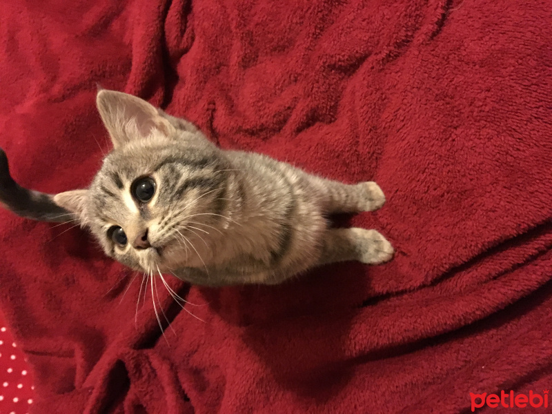 Soke, Kedi  Nohut fotoğrafı