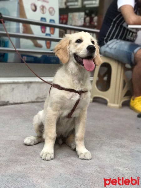 Golden Retriever, Köpek  Cedric fotoğrafı