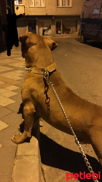 Amerikan Pitbull Terrier, Köpek  Baron fotoğrafı