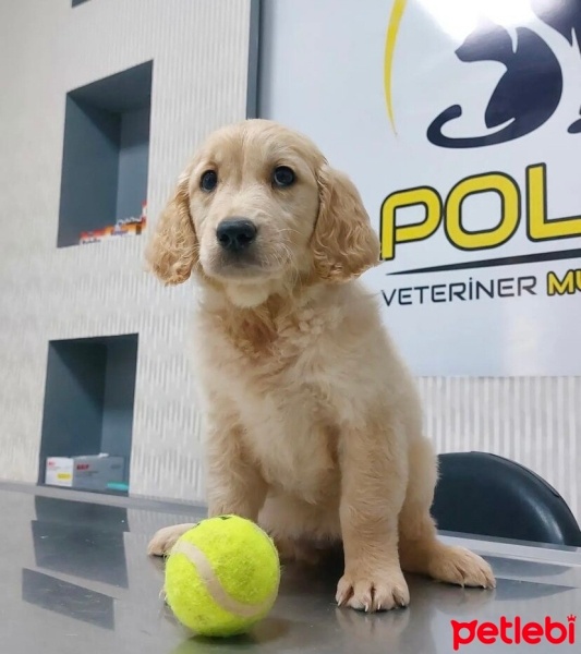 Golden Retriever, Köpek  Golden fotoğrafı