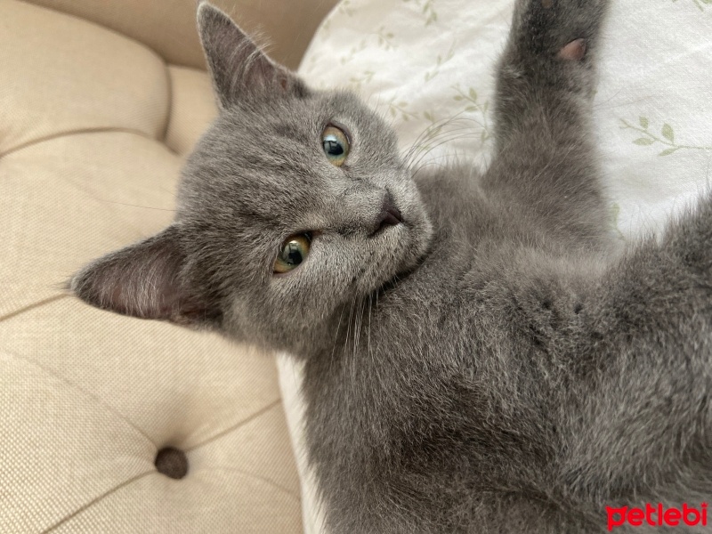 British Shorthair, Kedi  Zeytin fotoğrafı