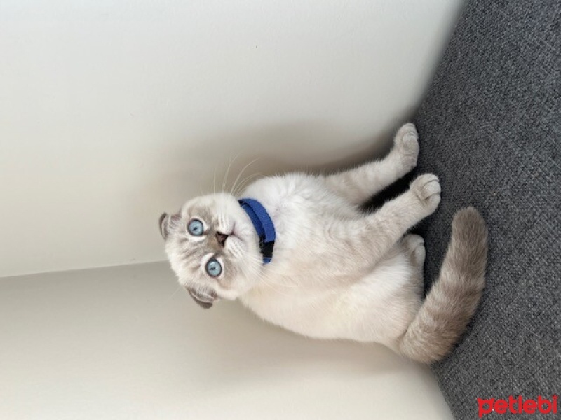 Scottish Fold, Kedi  BULUT fotoğrafı