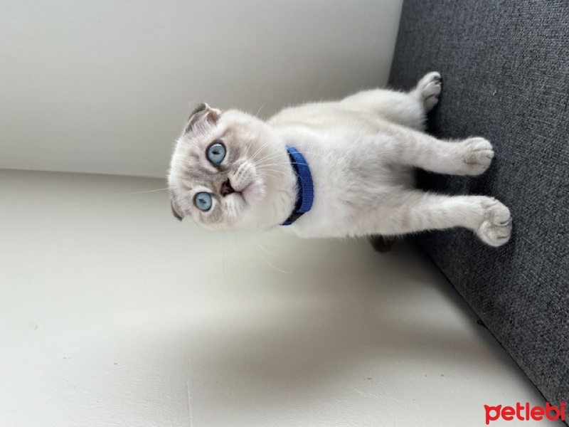 Scottish Fold, Kedi  BULUT fotoğrafı