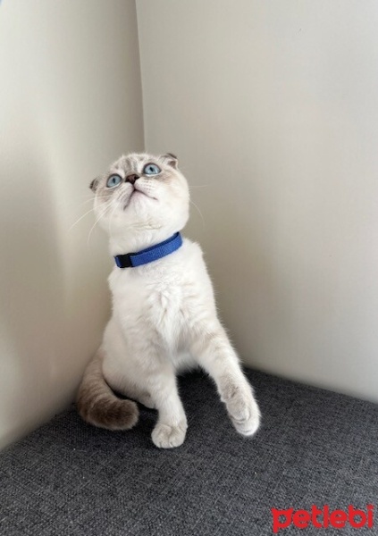 Scottish Fold, Kedi  BULUT fotoğrafı